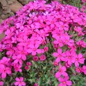 Phlox subulata